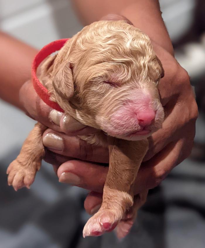 Llewellyn's Grove Labradoodles, LLC - Laurel, MD