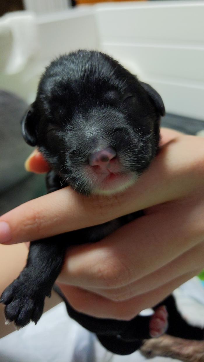 Llewellyn's Grove Labradoodles, LLC - Laurel, MD