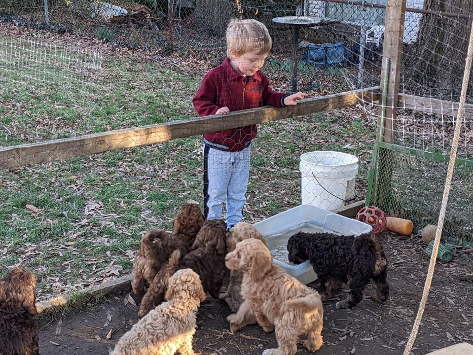 Llewellyn's Grove Labradoodles, LLC - Laurel, MD