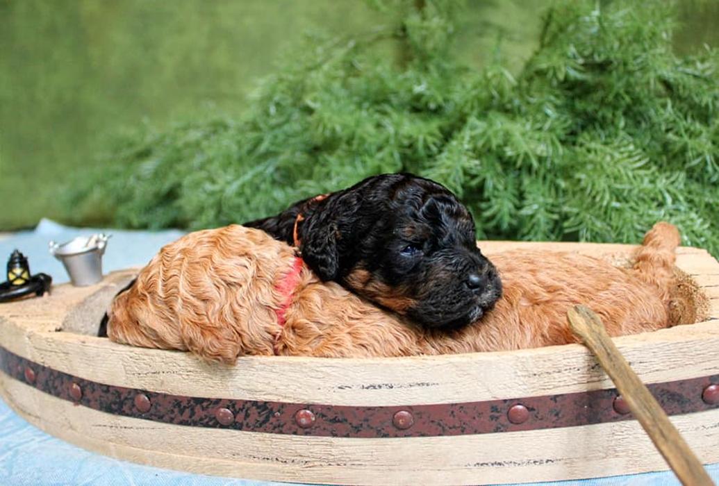 Llewellyn's Grove Labradoodles, LLC - Laurel, MD