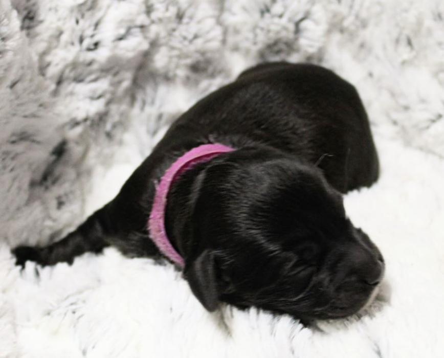 Llewellyn's Grove Labradoodles, LLC - Laurel, MD