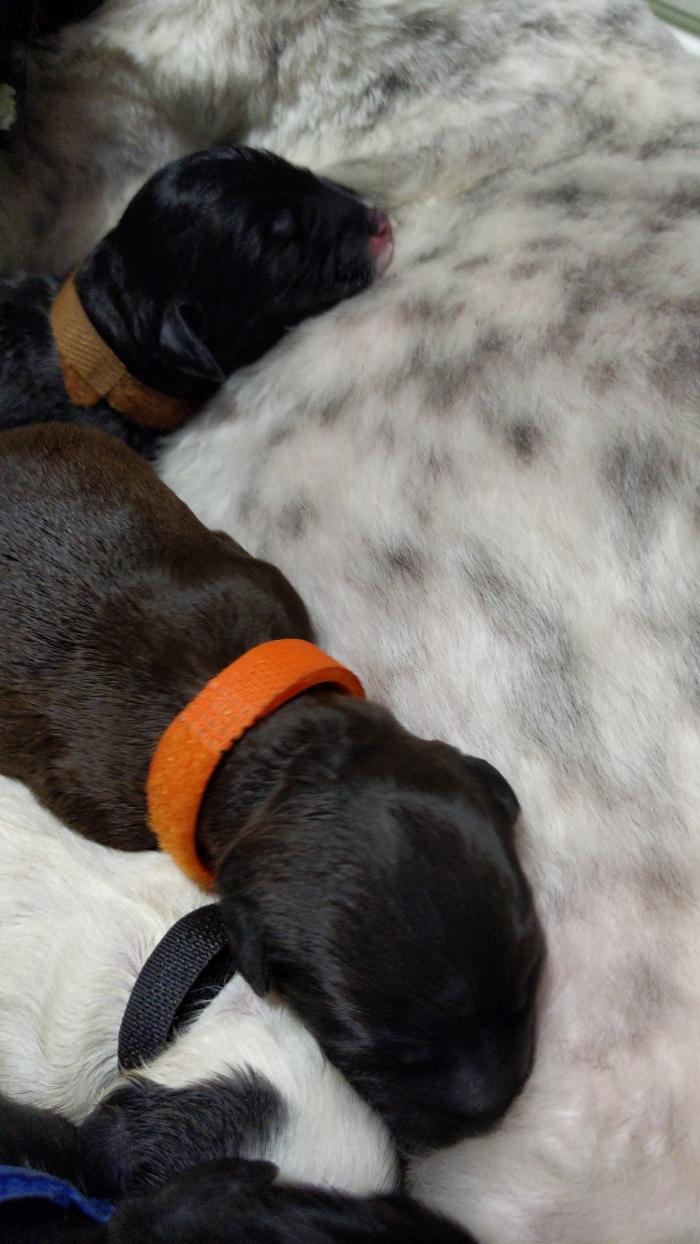 Llewellyn's Grove Labradoodles, LLC - Laurel, MD