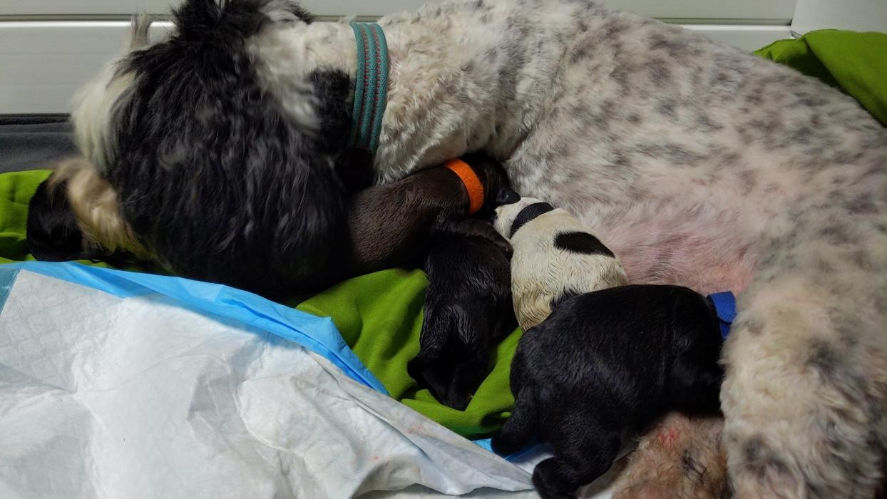 Llewellyn's Grove Labradoodles, LLC - Laurel, MD