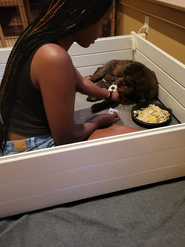 Llewellyn's Grove Labradoodles, LLC - Laurel, MD