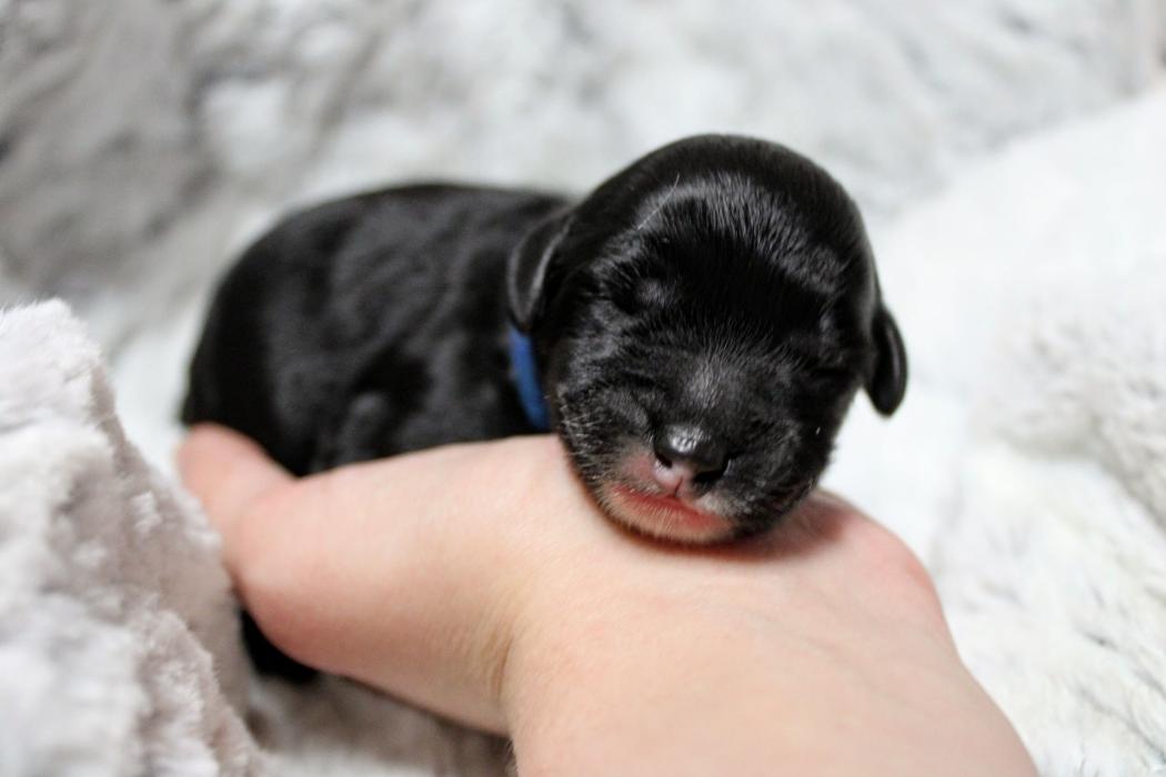 Llewellyn's Grove Labradoodles, LLC - Laurel, MD