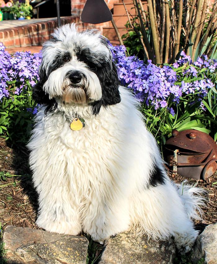 Llewellyn's Grove Labradoodles, LLC - Laurel, MD