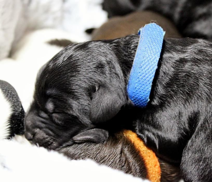 Llewellyn's Grove Labradoodles, LLC - Laurel, MD