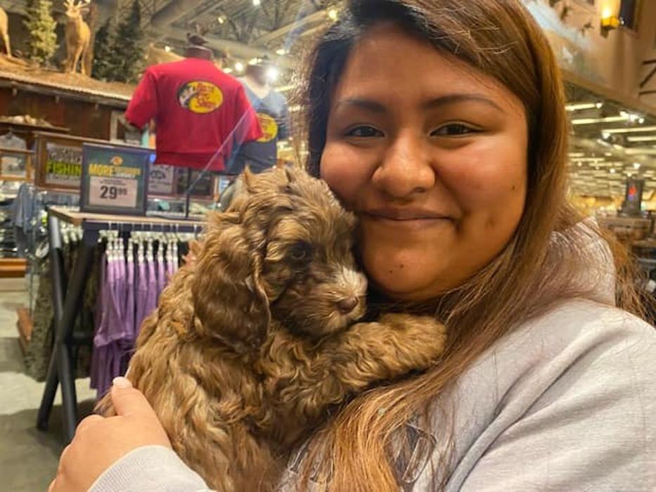 Llewellyn's Grove Labradoodles, LLC - Laurel, MD