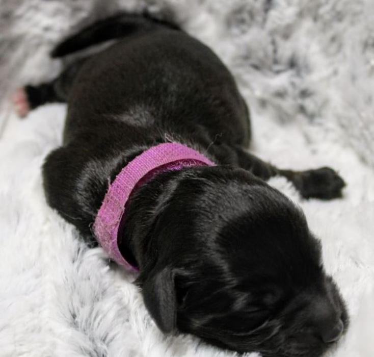 Llewellyn's Grove Labradoodles, LLC - Laurel, MD