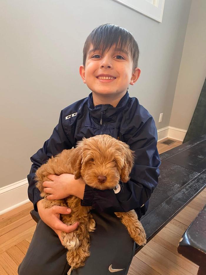 Llewellyn's Grove Labradoodles, LLC - Laurel, MD