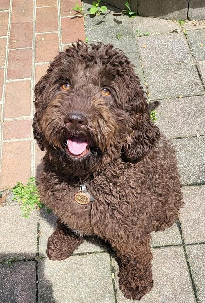 Llewellyn's Grove Labradoodles, LLC - Laurel, MD