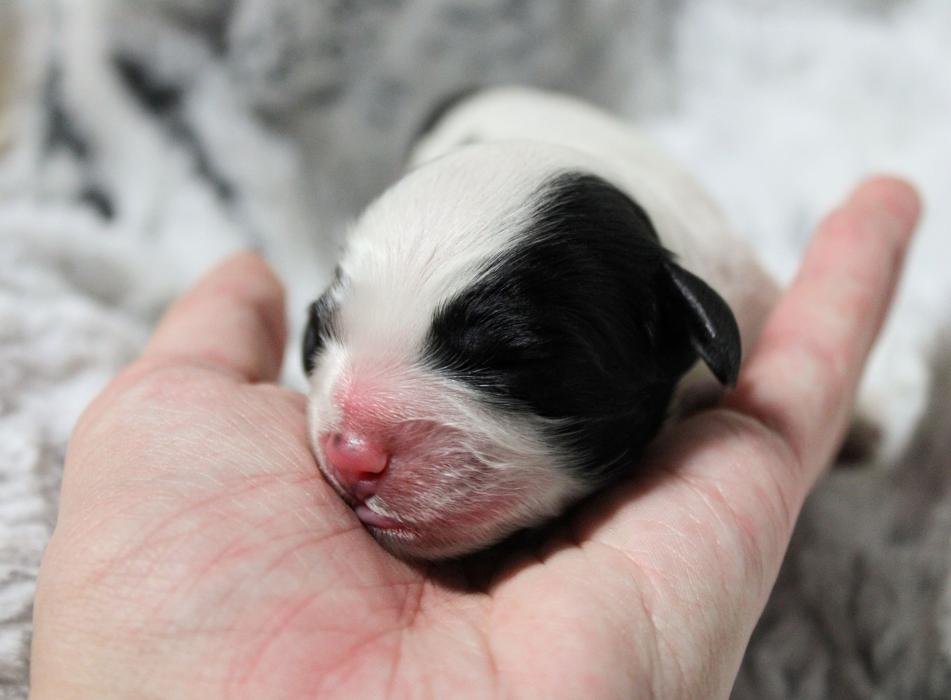 Llewellyn's Grove Labradoodles, LLC - Laurel, MD