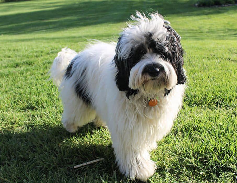 Llewellyn's Grove Labradoodles, LLC - Laurel, MD