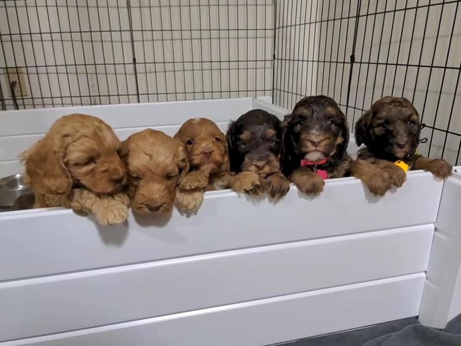 Llewellyn's Grove Labradoodles, LLC - Laurel, MD