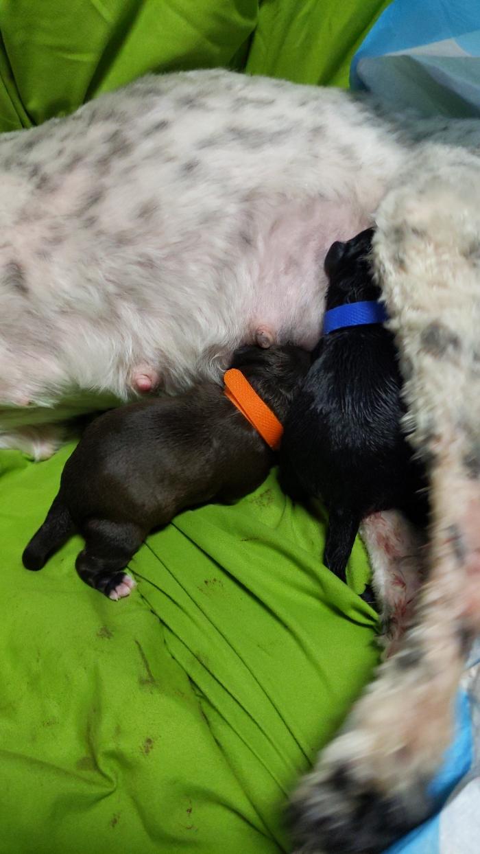 Llewellyn's Grove Labradoodles, LLC - Laurel, MD