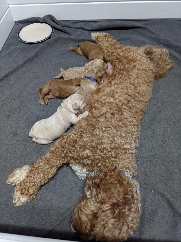 Llewellyn's Grove Labradoodles, LLC - Laurel, MD