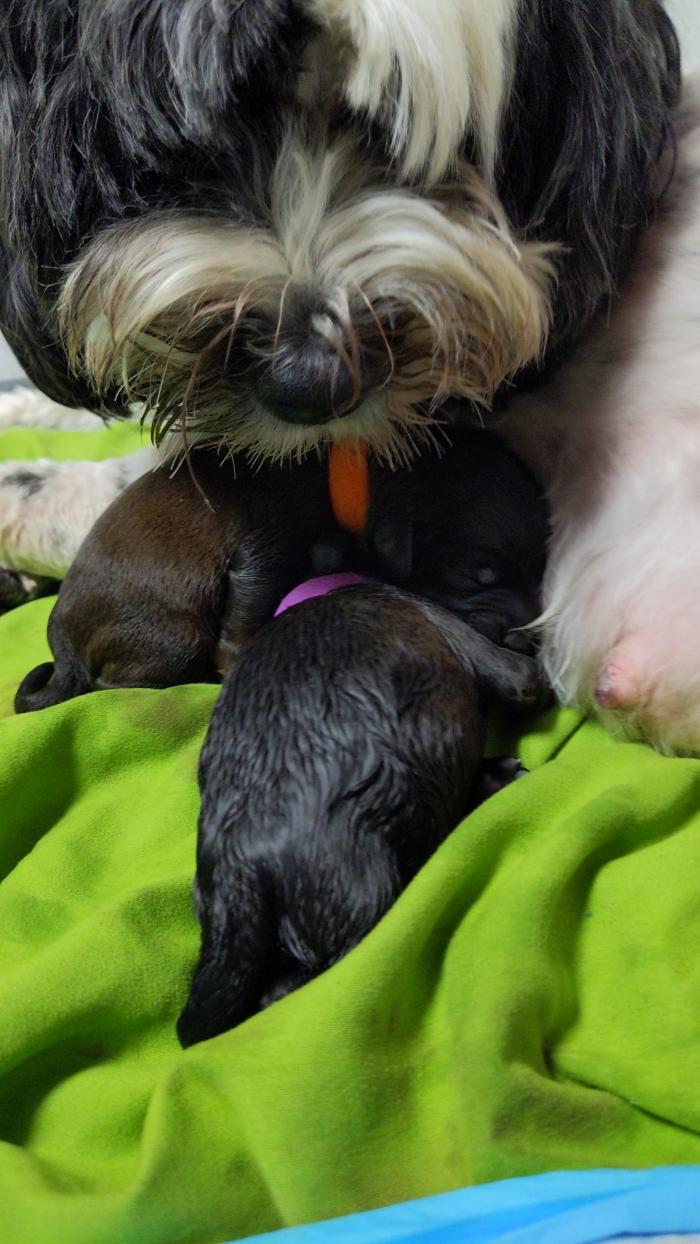 Llewellyn's Grove Labradoodles, LLC - Laurel, MD