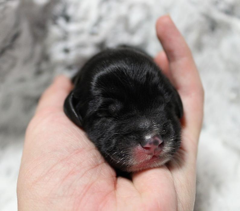 Llewellyn's Grove Labradoodles, LLC - Laurel, MD