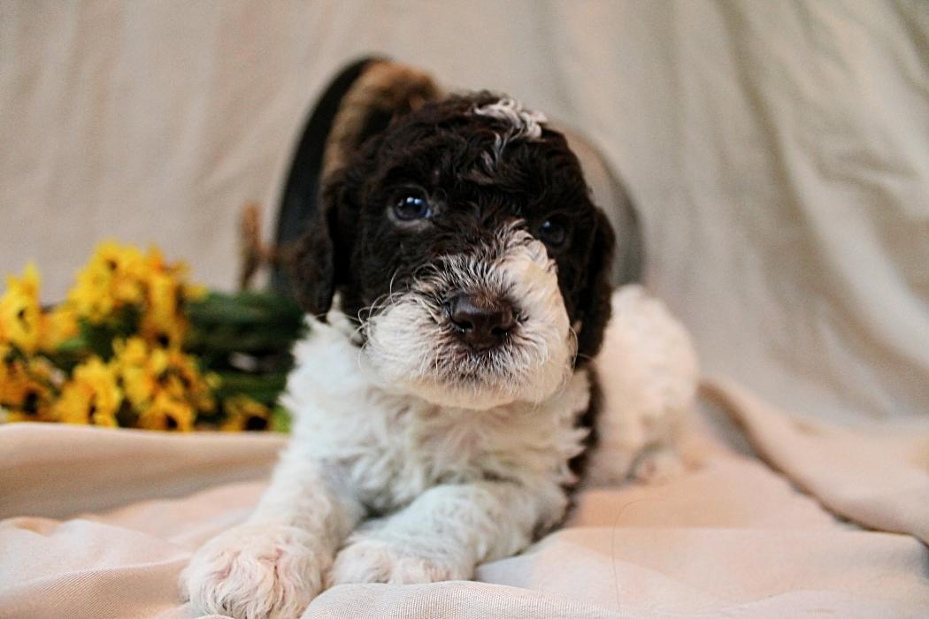 Llewellyn's Grove Labradoodles, LLC - Laurel, MD