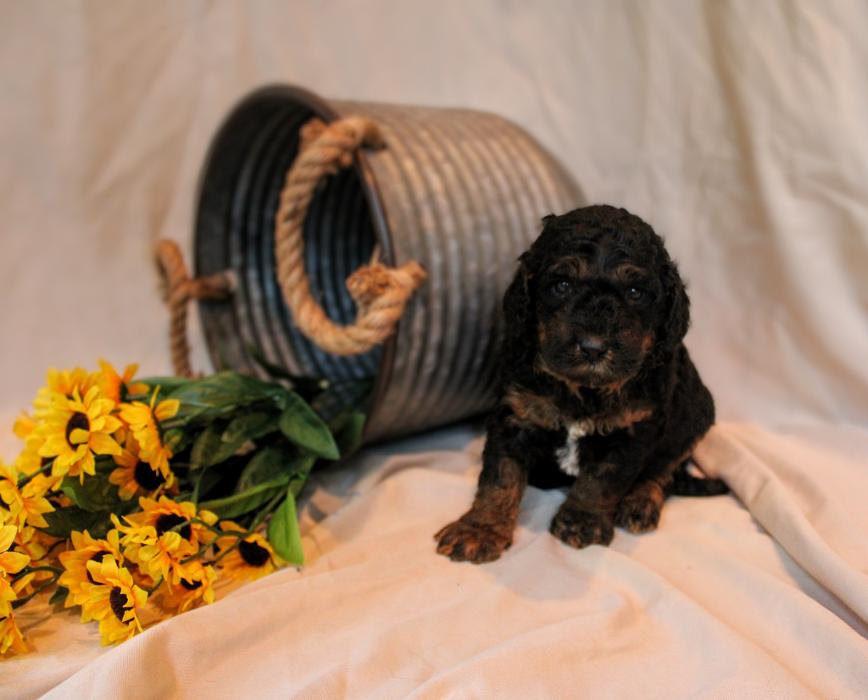 Llewellyn's Grove Labradoodles, LLC - Laurel, MD