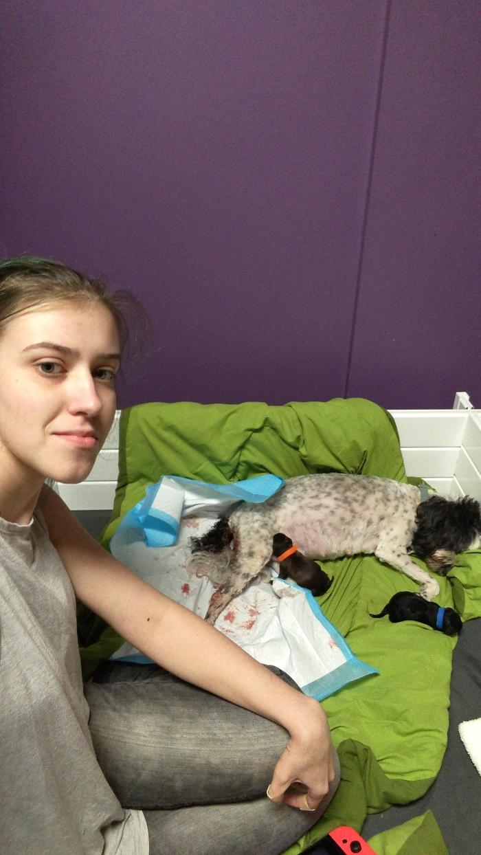 Llewellyn's Grove Labradoodles, LLC - Laurel, MD