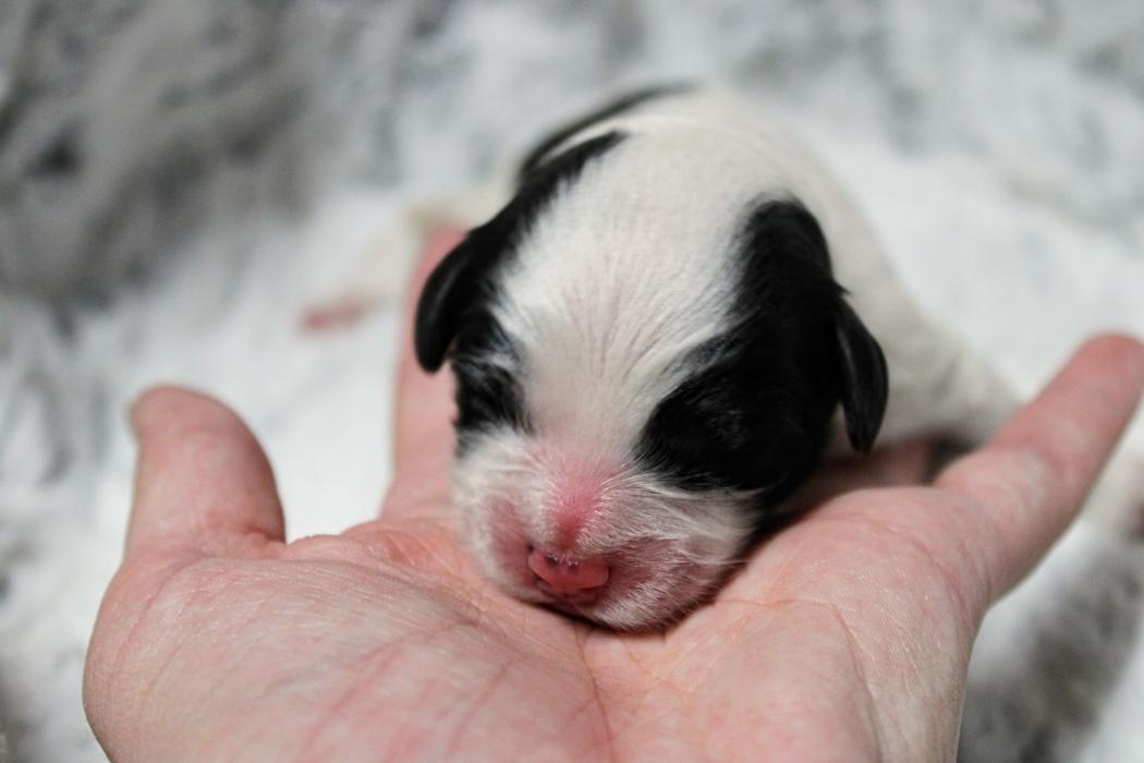 Llewellyn's Grove Labradoodles, LLC - Laurel, MD