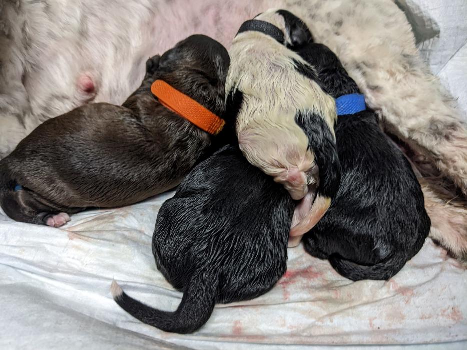 Llewellyn's Grove Labradoodles, LLC - Laurel, MD