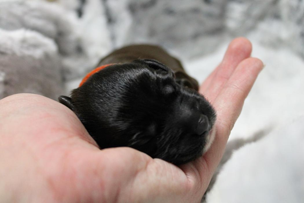 Llewellyn's Grove Labradoodles, LLC - Laurel, MD