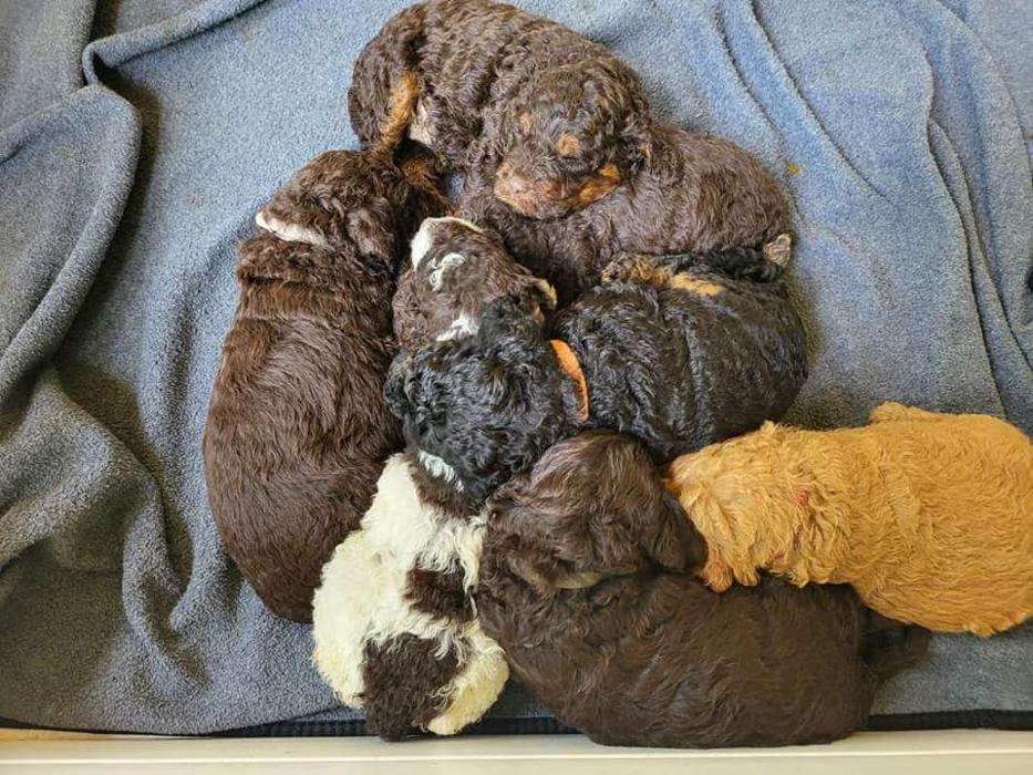 Llewellyn's Grove Labradoodles, LLC - Laurel, MD