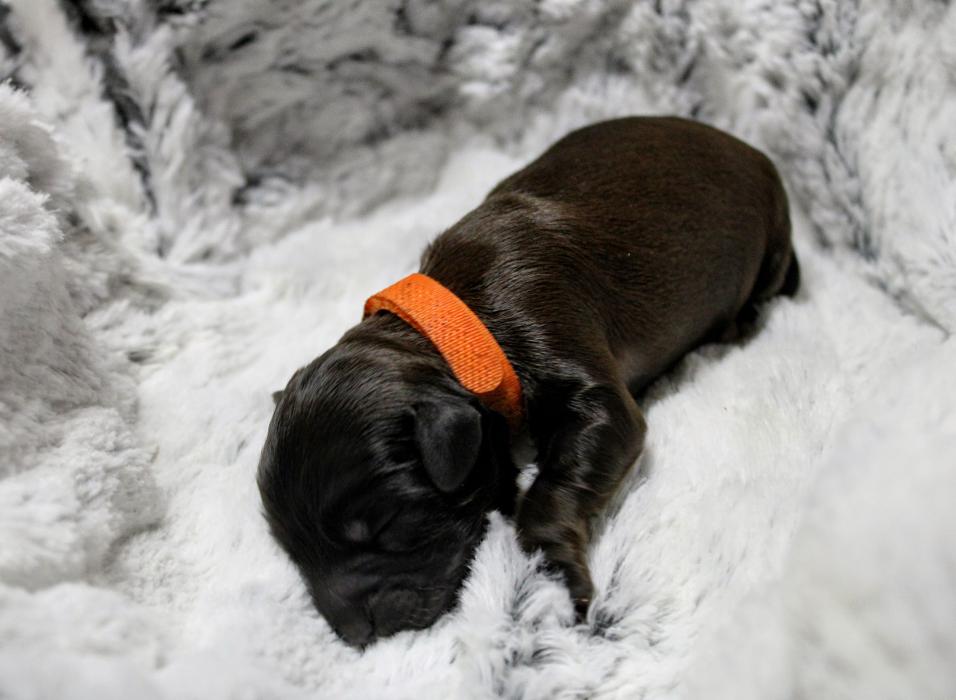 Llewellyn's Grove Labradoodles, LLC - Laurel, MD