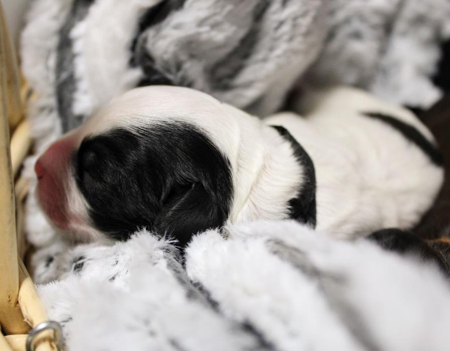 Llewellyn's Grove Labradoodles, LLC - Laurel, MD