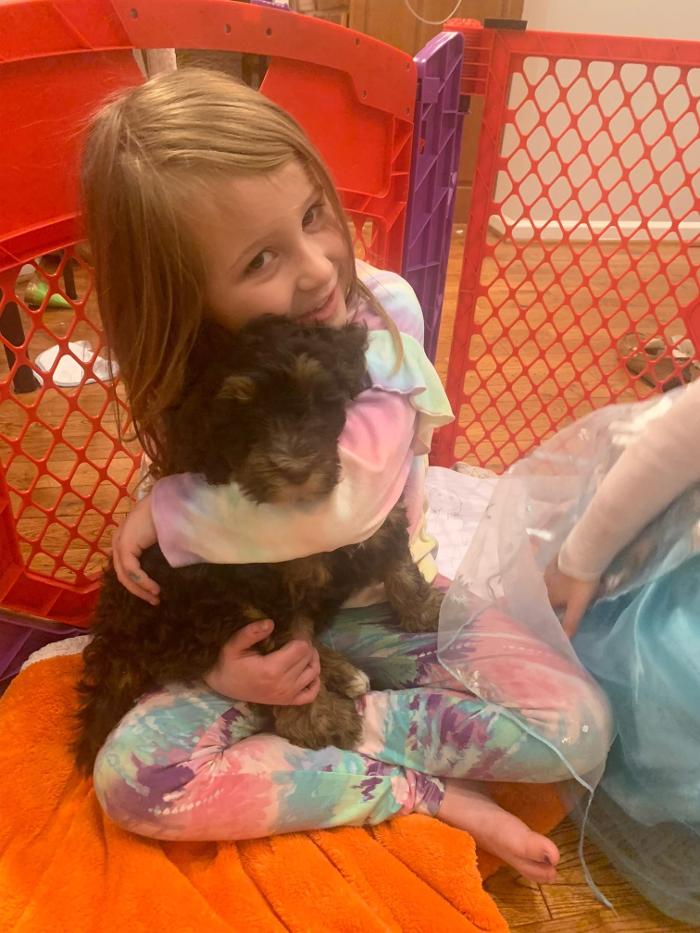 Llewellyn's Grove Labradoodles, LLC - Laurel, MD