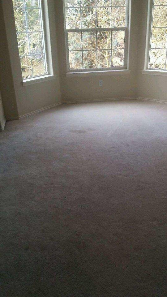 Absolute Carpet Cleaning Inc Portland (503)351-4954