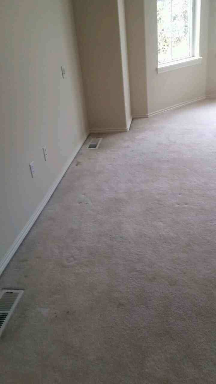 Absolute Carpet Cleaning Inc Portland (503)351-4954