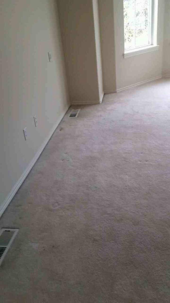 Absolute Carpet Cleaning Inc - Portland, OR