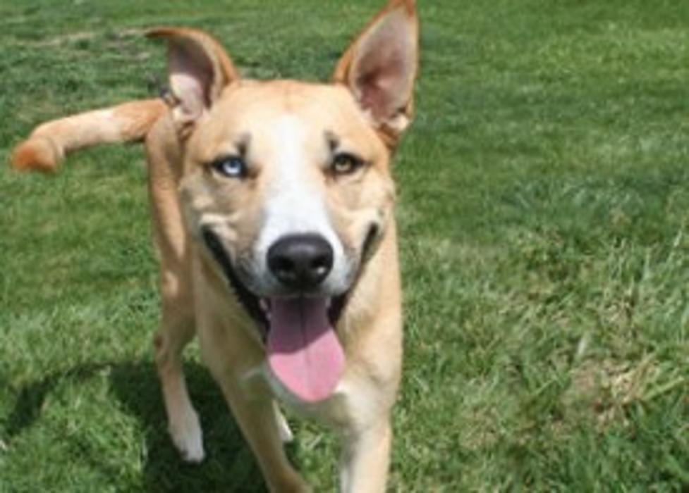 4 Paws DogWorks - Richland, WA