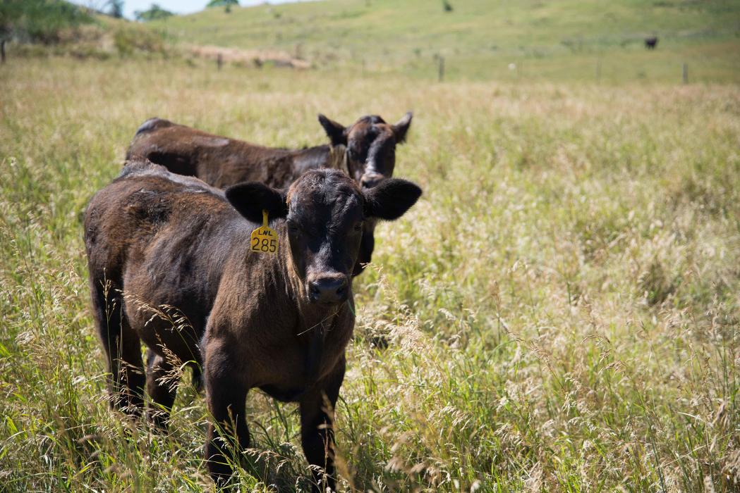 Northwest Veterinary and Supply - Mitchell Vet Shack - Mitchell, SD