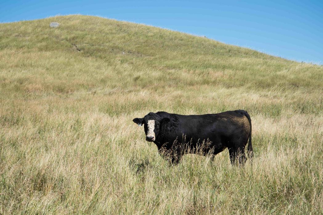 Northwest Veterinary and Supply - Mitchell Vet Shack - Mitchell, SD