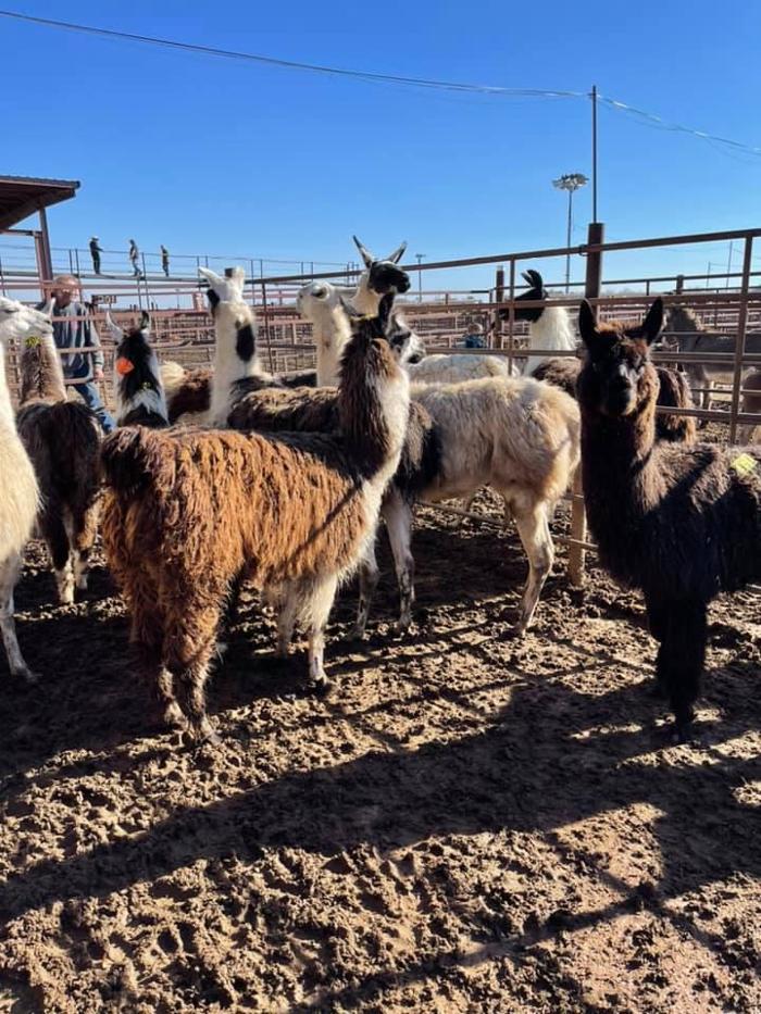 Northwest Veterinary and Supply - Mitchell Vet Shack - Mitchell, SD
