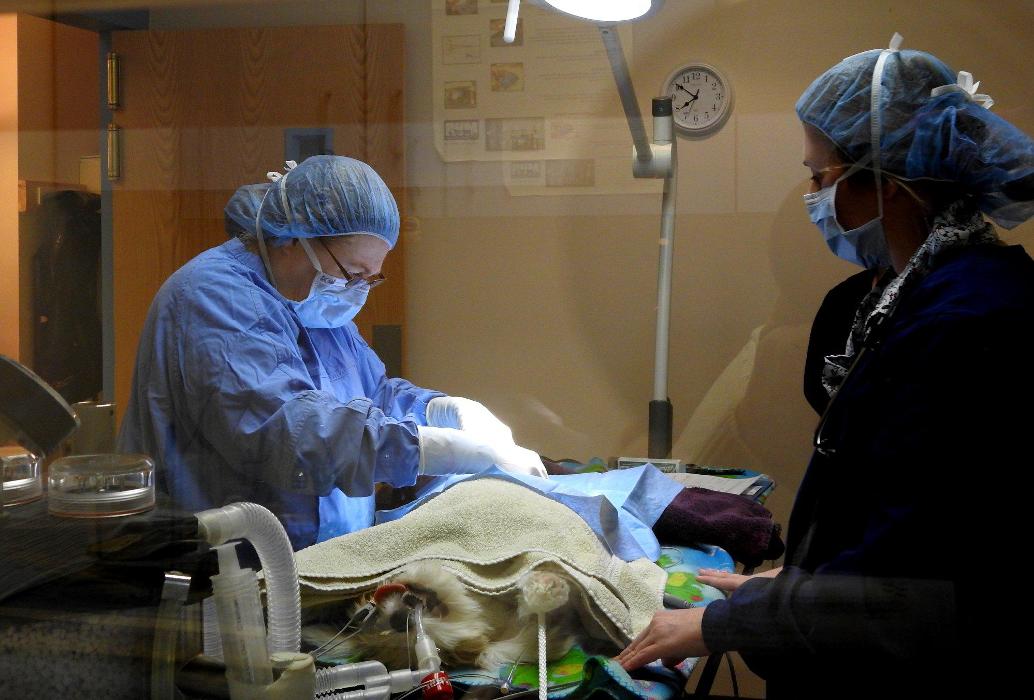 Fur and Feathers Veterinary Care - Binghamton, NY