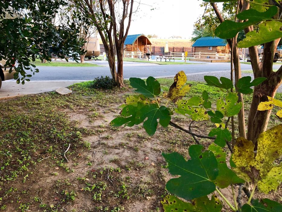 Basin RV Resorts - Bastrop, TX