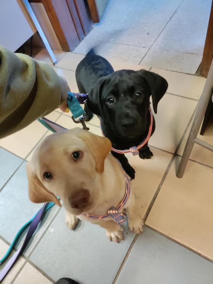 Borton's Doggy Play & Stay LLC - Burton, MI