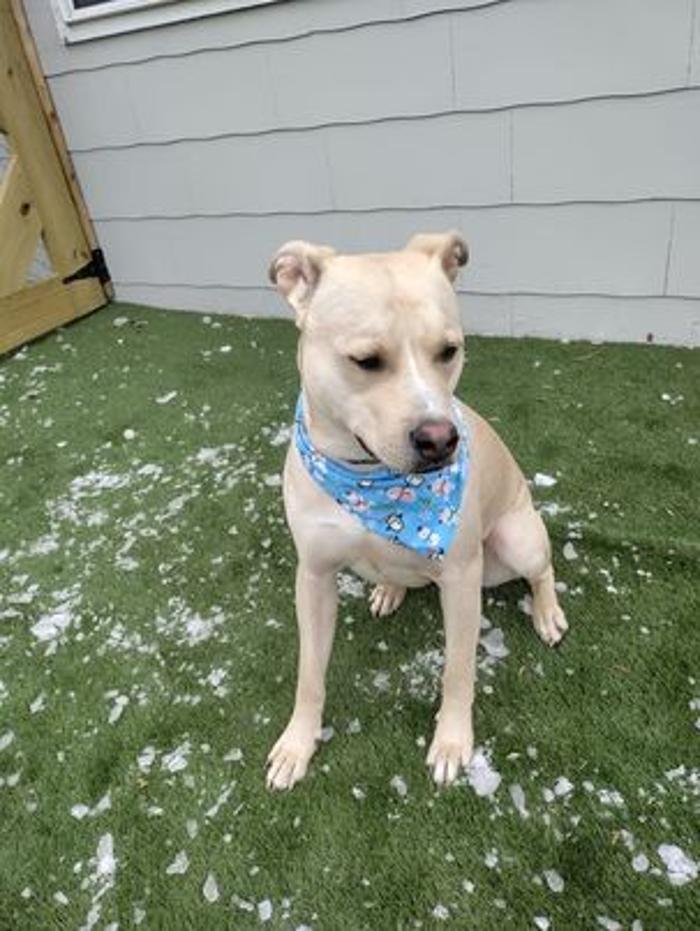 Borton's Doggy Play & Stay LLC - Burton, MI