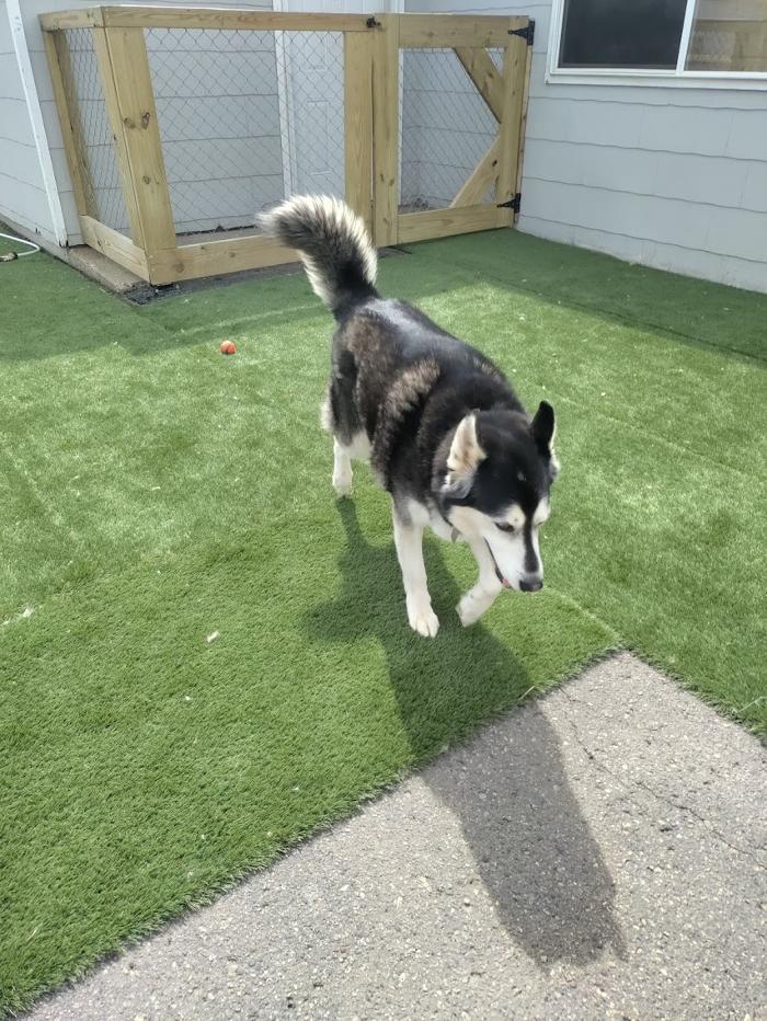 Borton's Doggy Play & Stay LLC - Burton, MI
