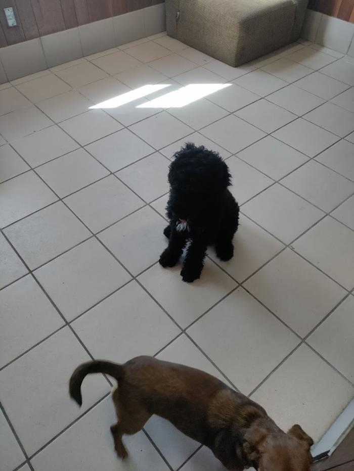 Borton's Doggy Play & Stay LLC - Burton, MI