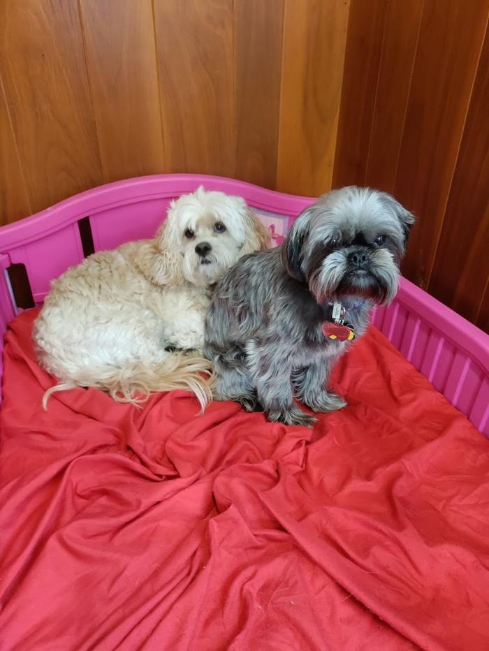 Borton's Doggy Play & Stay LLC - Burton, MI
