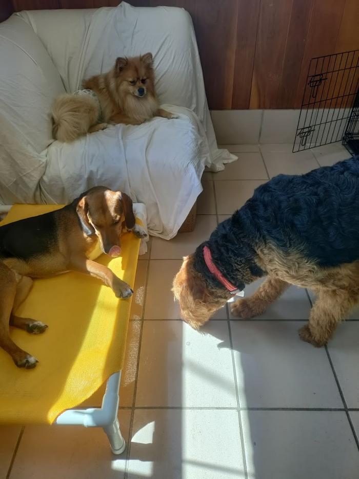 Borton's Doggy Play & Stay LLC - Burton, MI