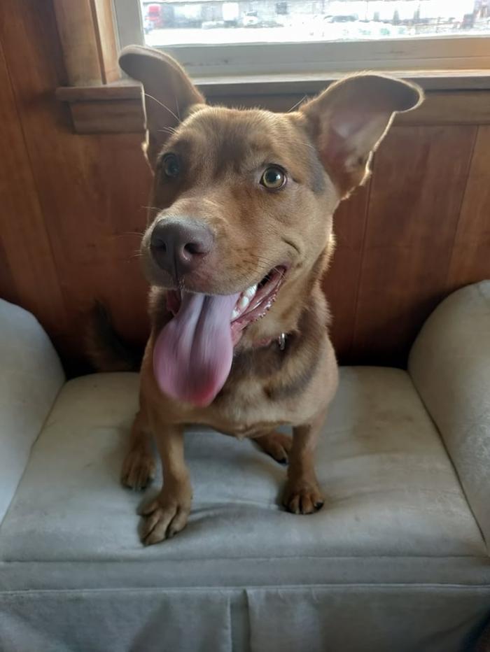 Borton's Doggy Play & Stay LLC - Burton, MI