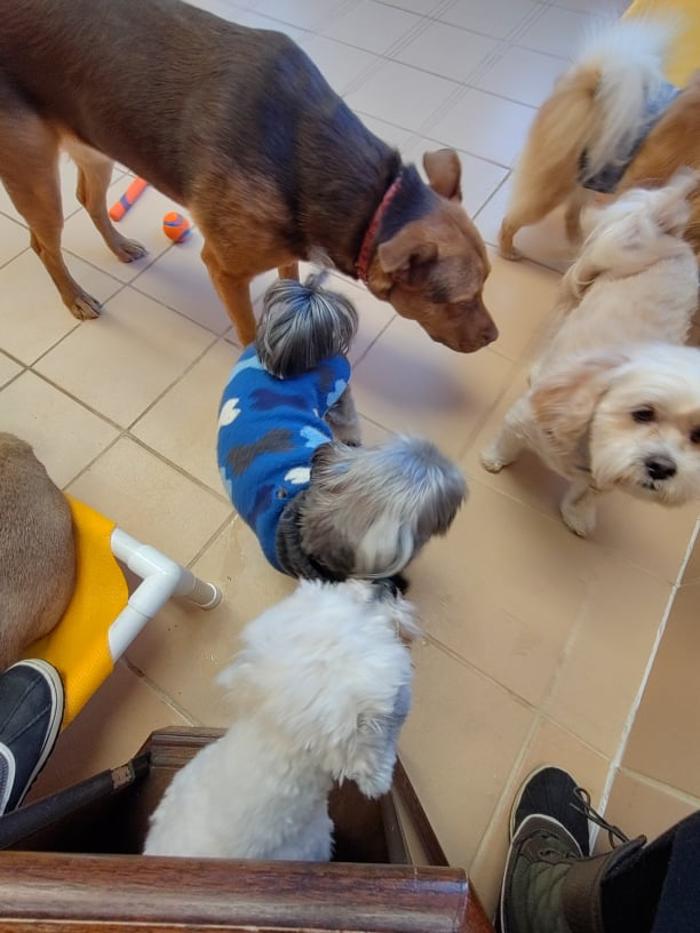 Borton's Doggy Play & Stay LLC - Burton, MI