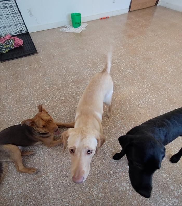 Borton's Doggy Play & Stay LLC - Burton, MI